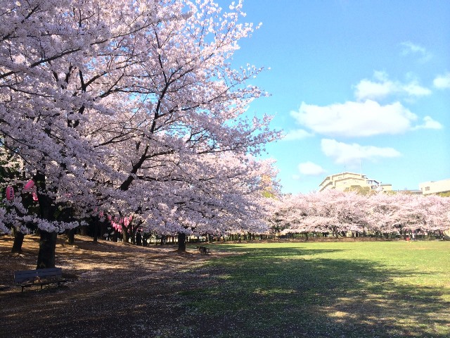 グリーンパーク三共 蕨市民公園