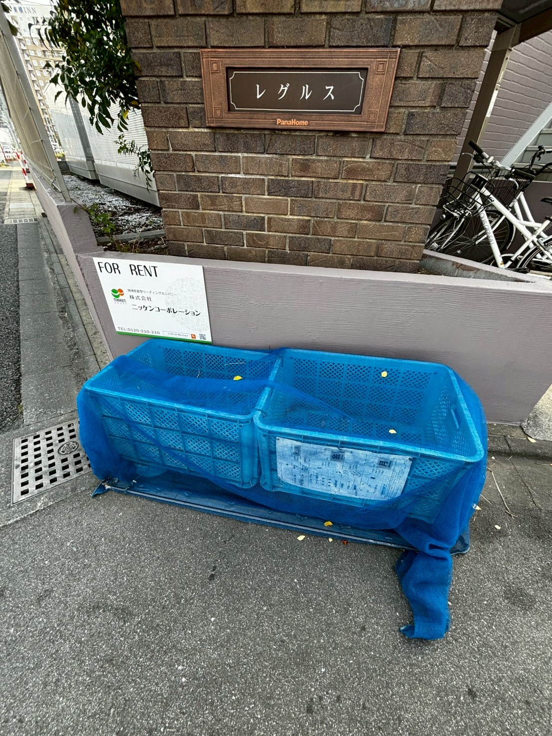 レグルス 1745050744566